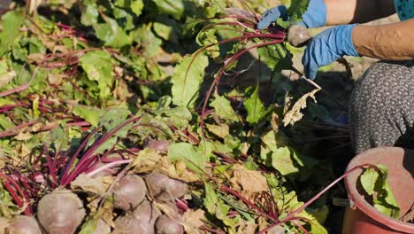 harvesting beets holding organic food