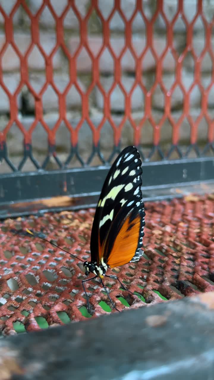 Farfalla tropicale che si posa su una recinzione in rete metallica arrugginita all'aperto. Primo piano di una farfalla arancione e nera con macchie bianche appollaiata su una griglia di filo metallico rosso arrugginito in Costa Rica.