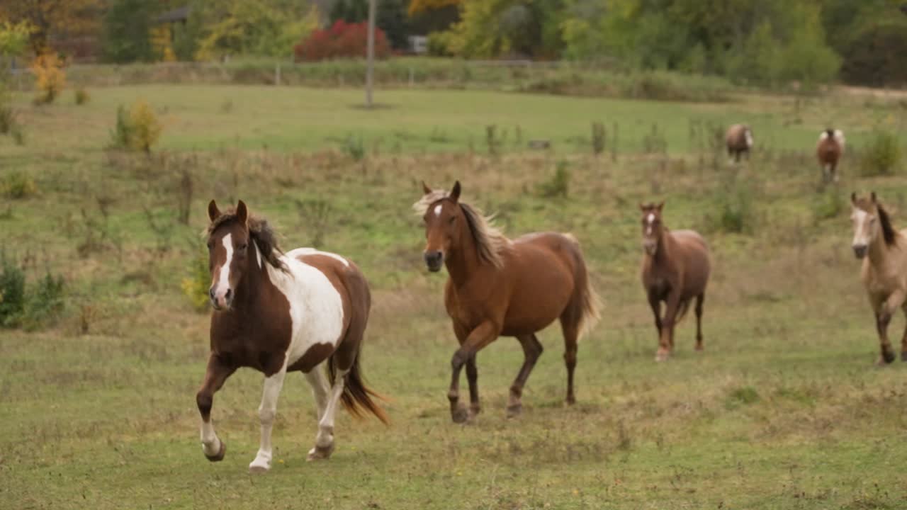 hermosos caballos manchados corren en un campo