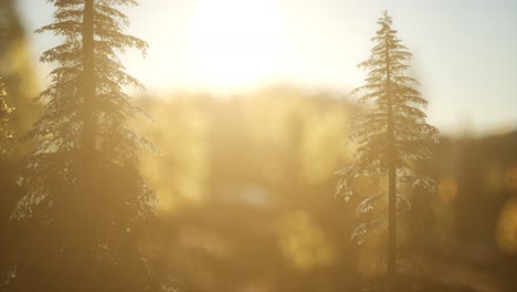 pine forest on sunrise with warm sunbeams