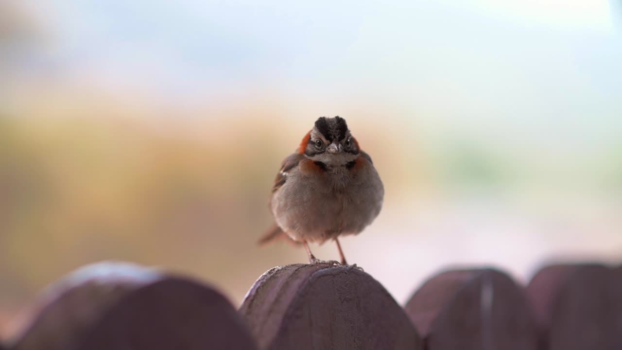 Small bird perched on a wooden fence, against a blurred natural background in Brazil