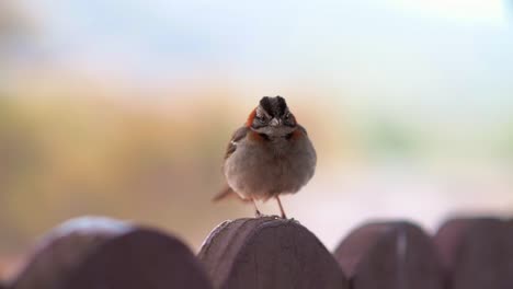 small bird perched on a wooden fence, against a blurred natural background in brazil