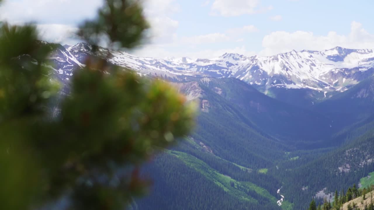 Scoperta graduale del paesaggio alpino di alta quota con catene montuose innevate in lontananza, con rami di pino e cedro che ondeggiano in primo piano.