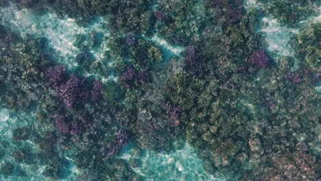 el hermoso arrecife de coral de fiji, perfecto para hacer turismo en el océano - vista superior