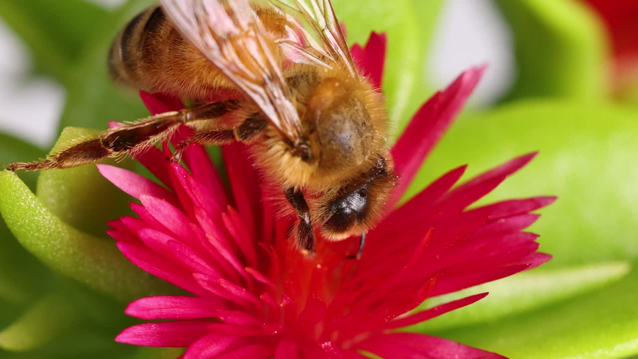A honeybee gathers nectar from a vivid pink flower, captured in detailed macro photography with bright lighting