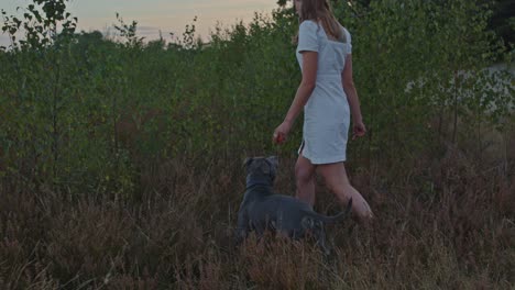 atractiva mujer joven caminando en el campo de brezo con el perro american stafford terrier siguiéndola