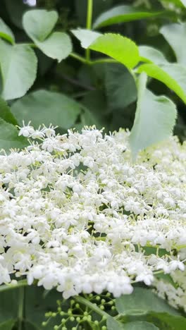 Beautiful White Elder Flower on a Green Tree Spring Nature Beautiful White Elder Flower on a Green Tree Spring Nature