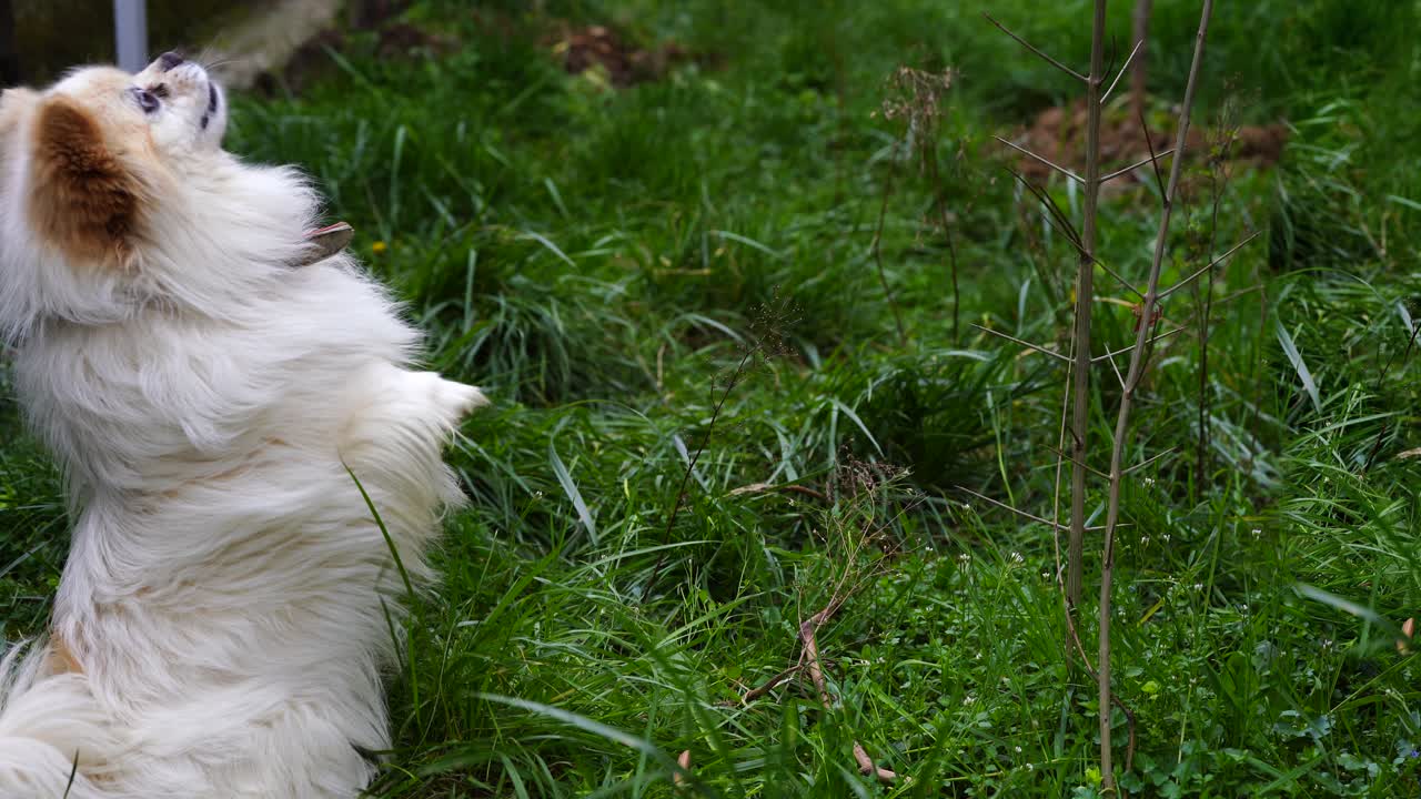 초록 잔디 뒷마당에서 음식을 기다리는 개, 동물 테마의 복사 공간