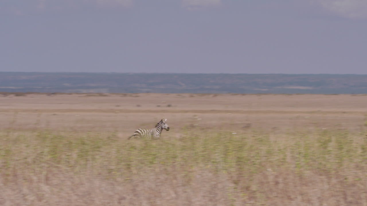 Panorâmica dinâmica de zebras sendo perseguidas por leões em pastagens.