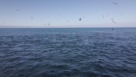 Pod-of-seals-work-together-to-attack-sardine-in-baitball,-gulls-flying