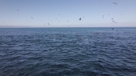 pod of seals work together to attack sardine in baitball, gulls flying