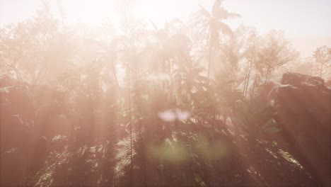 Sunset-Beams-through-Palm-Trees