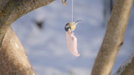 파란 은 생고기 지방을 먹습니다.