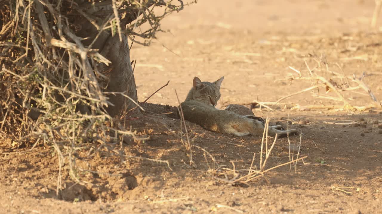 Wide shot of a African wild cat sleeping in the shade, Mashatu Game Reserve