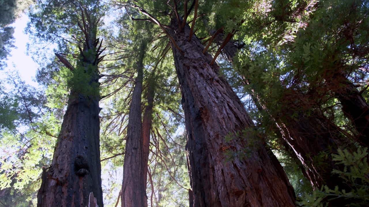 Low-angle of towering redwood trees, with shafts of sunlight filtering through the dense foliage