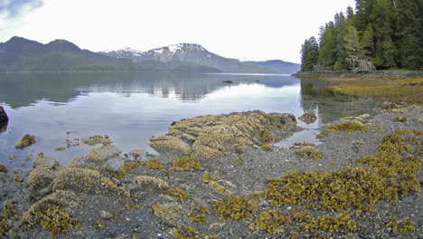 Schneller-Zeitraffer-Mit-Bewegung-Der-Gezeiten,-Die-Sich-Auf-Der-Teichinsel-Neben-Der-Kelpbucht-Vor-Der-Insel-Baranof-Im-Südosten-Von-Alaska-Zurückziehen