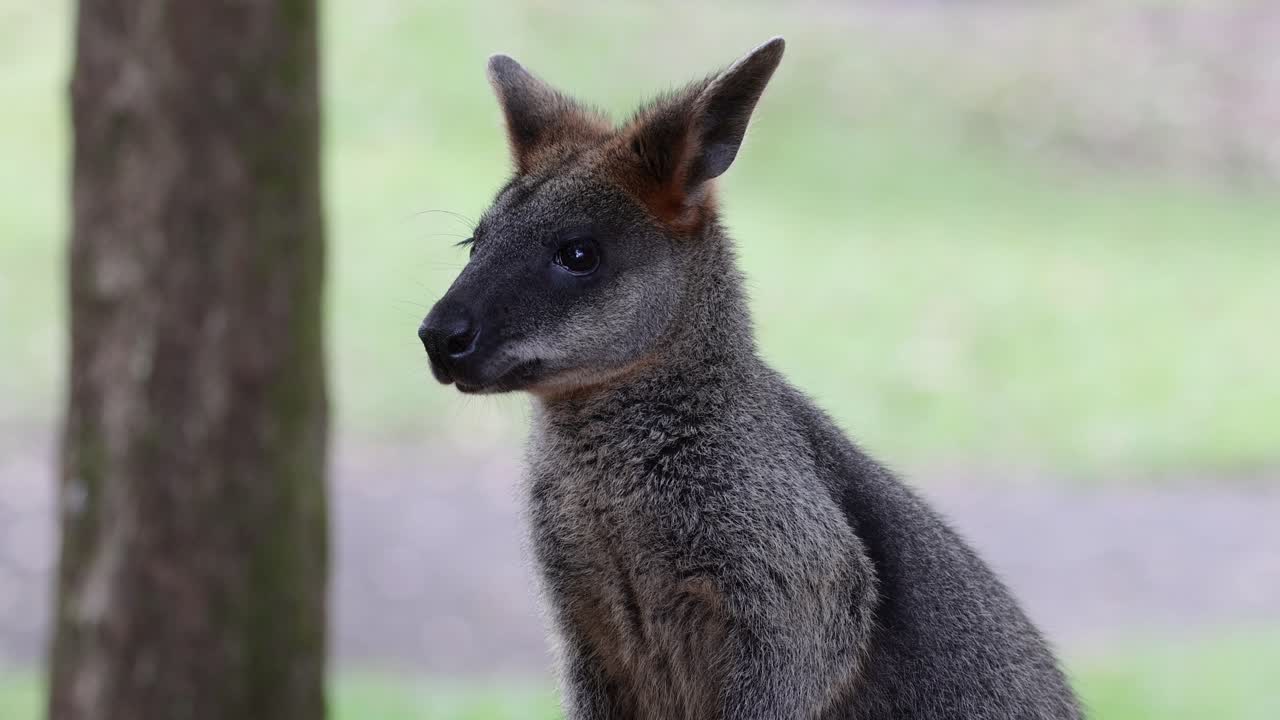 el wallaby escaneando atentamente su hábitat natural