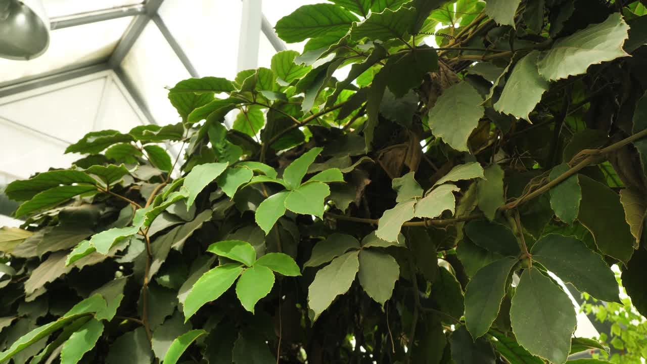 아름다운 온실 식물