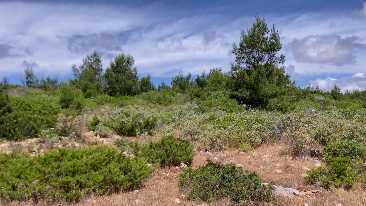 Paesaggio mediterraneo con pini e arbusti diversi su terreno arido. Terreno naturale che mostra resilienza ed ecologia.