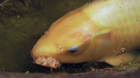 el pez koi amarillo dorado se acerca mientras busca comida a lo largo de las rocas cubiertas de musgo