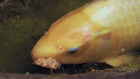 golden yellow koi fish close up as it searches for food along the mossy rocks