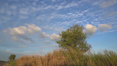 a tree in the foreground, the sky spotted with clouds and a dirt road that goes into the distance at sunset