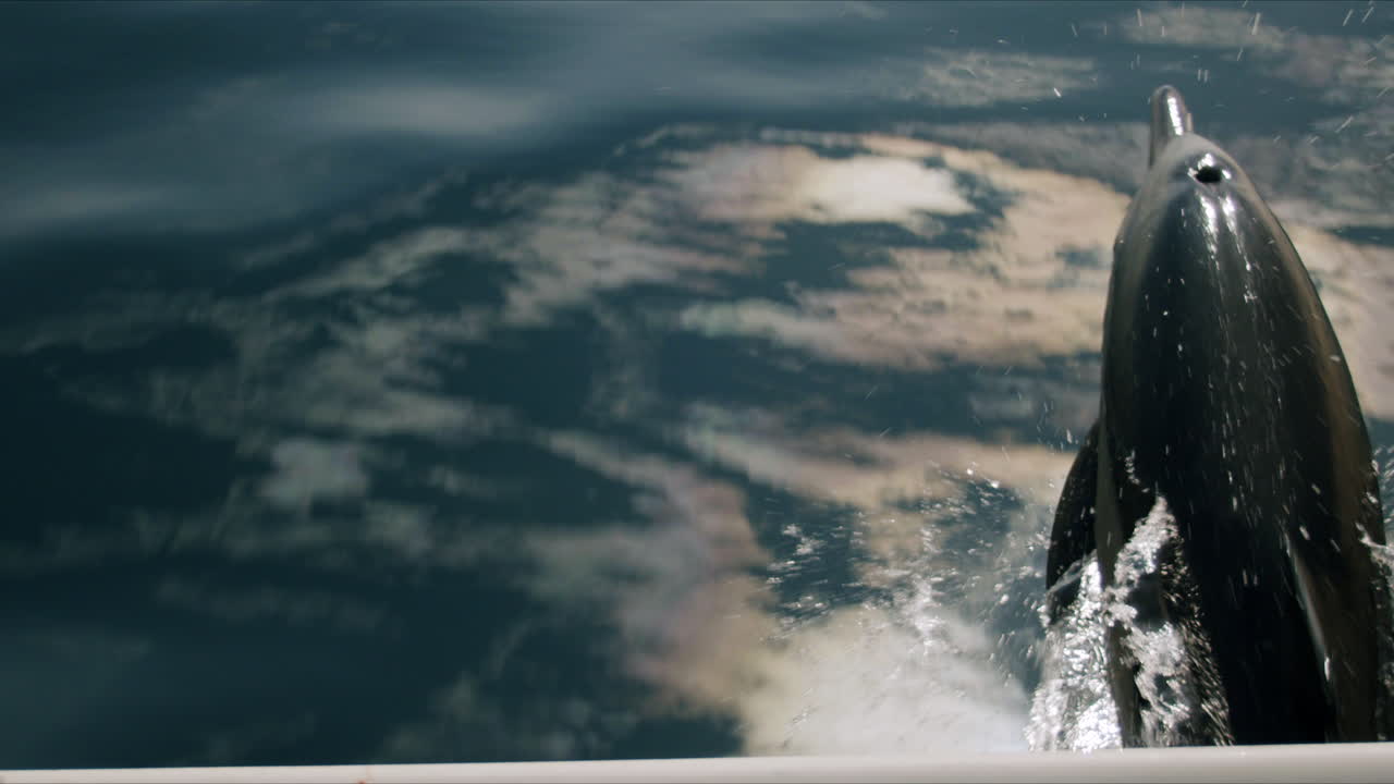 Dolphin Leaping and Splashing in the Ocean