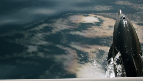 dolphin leaping and splashing in the ocean