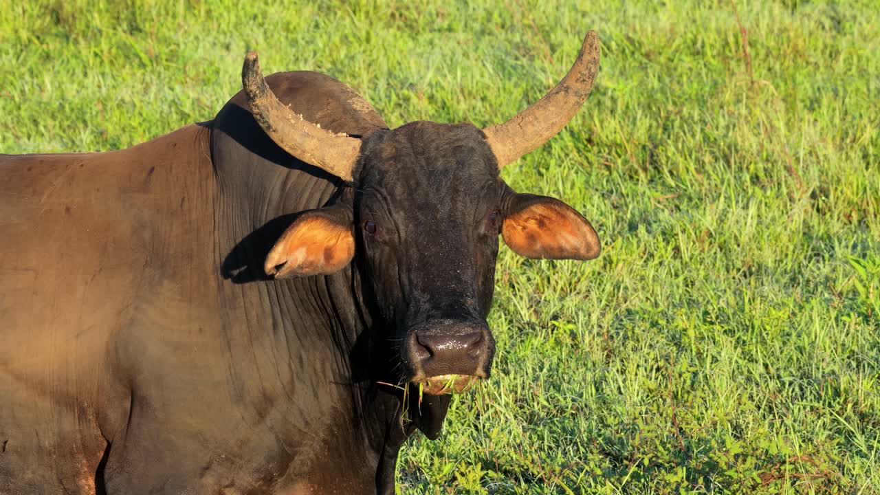 Primo piano di un toro che mastica in un campo verde e erboso.