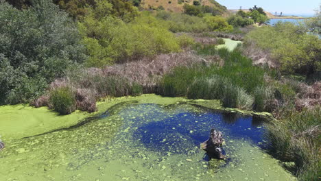 remillard park pond next to san francisco bay on a sunny summer day in larkspur, california, usa