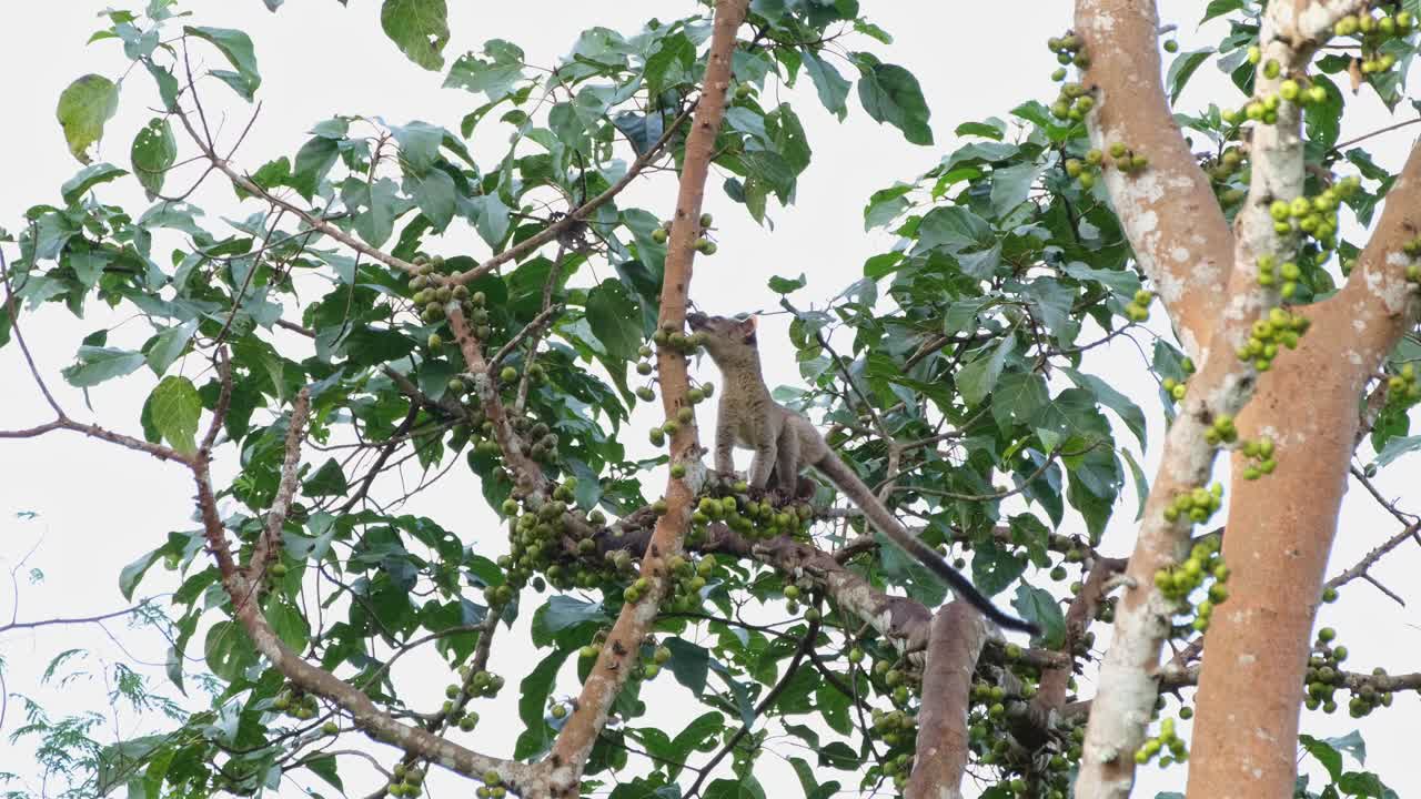Small-toothed Palm Civet Arctogalidia trivirgata seen raising its tail up while looking for some fruits to eat and then stands stands up looking for the right fruit, Khao Yai National Park, Thailand