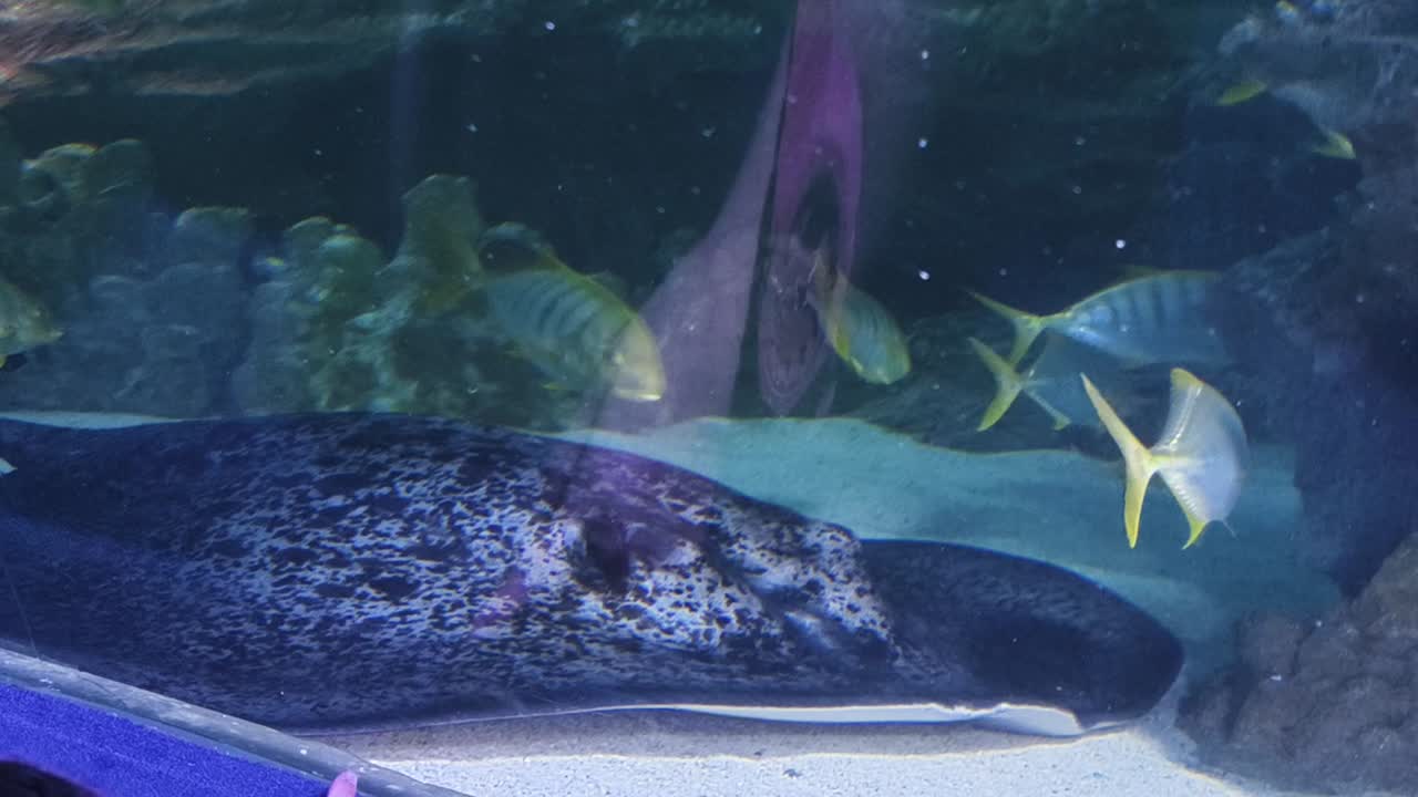 물고기와 해파리는 수족관에서