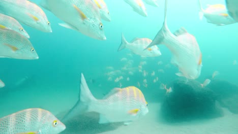 divers swim along with school of fish  - underwater shot