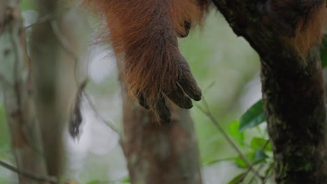 orangutan hand in a tree