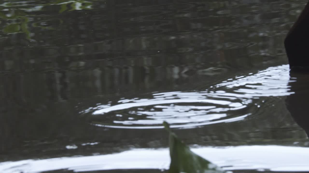Close up of paddle in small river in amazon rainforest as part of an eco lodge expedition