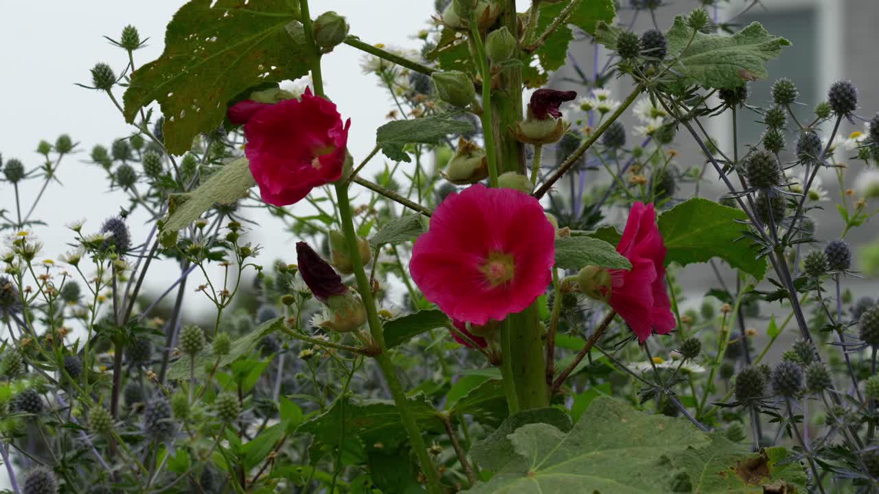 A flowering hollyhock surrounded by other wildflowers on a misty morning