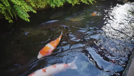 Pez-Koi-En-El-Canal-De-Drenaje-De-Gujo-Hachiman,-Gifu-Japón