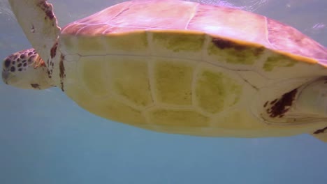 turtle 17