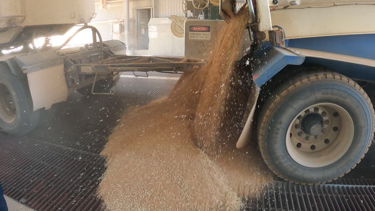 Close up view from side showing a heavy-duty truck unloading wheat grains over a reception grid during harvest season in Western Australia.