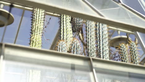 cactus plant view from greenhouse garden window against blue clear sky, ornamental cactaceae exotic desert flora