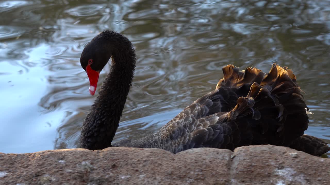 Black swan swimming and pacing in a man-made pond