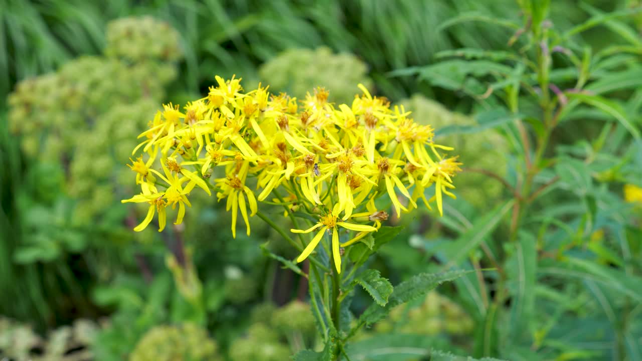 Wild yellow flowers growth on Maramures Mountains Natural Park, Romania