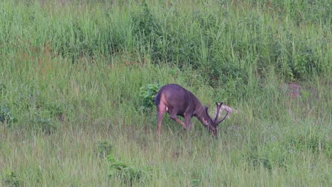 Sambar-Hirsch,-Rusa-Einfarbig