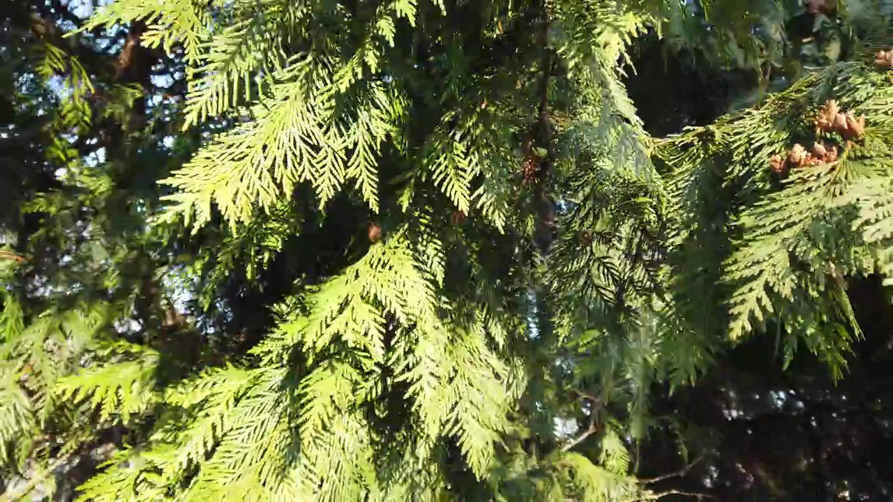 Ripresa di un cipresso. Ripresa nel pomeriggio