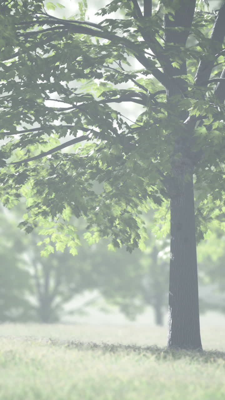 안개 숲 속 의 나무