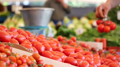 shopping for fresh tomatoes at a local market