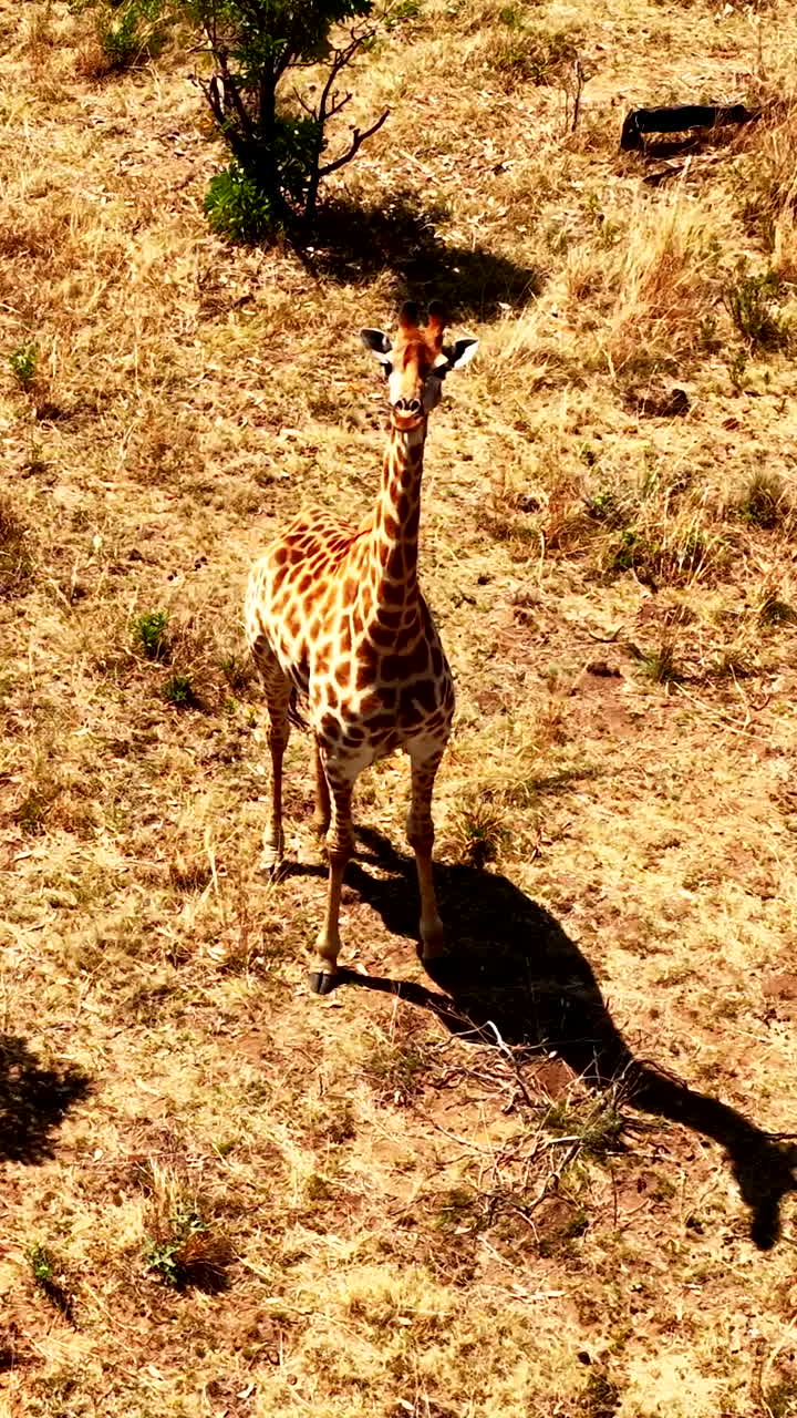 Tall African giraffe stands in field looking up curiously at drone, VERTICAL