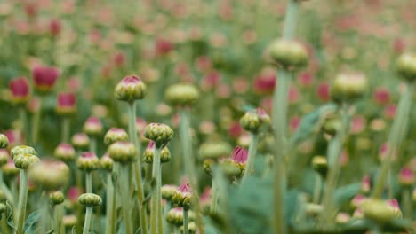 Bulbos-De-Flores-Que-Aún-No-Han-Florecido