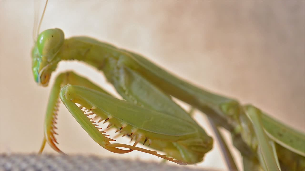오크 뷰 캘리포니아에서 카메라를 응시하는 여성 캘리포니아 사마귀 stagmomantis californica