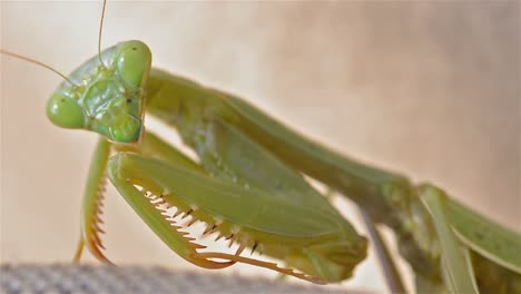 Weibliche-Kalifornische-Gottesanbeterin-Stagmomantis-Californica-Starrt-In-Die-Kamera-In-Eichenansicht-Kalifornien